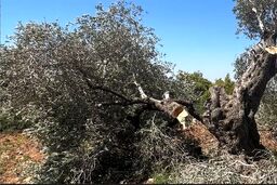 ویرانی ویرانگر در غزه: ۷۵ درصد درختان زیتون در آتش نسل‌کشی صهیونیستی سوختند