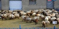 قیمت دام زنده ۲ اسفند ۱۴۰۴: آیا گوشت برای همیشه گران شد؟