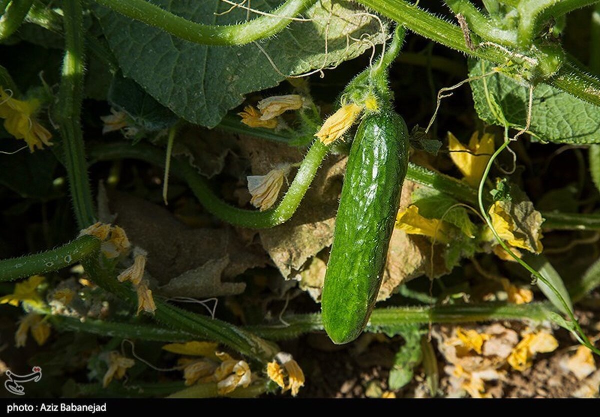 راز غول‌پیکر شدن خیارها فاش شد: چگونه فناوری هسته‌ای مزرعه شما را متحول می‌کند؟